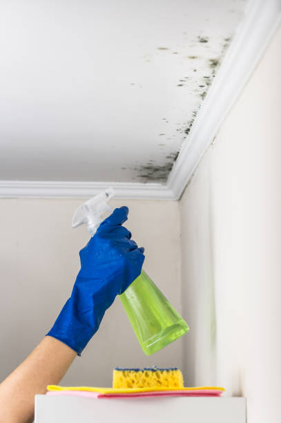 Why You Should Choose Our Mold Remediation Services in Yutan, NE